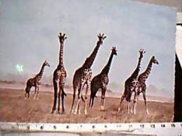 GIRAFFA KENYA V1968  EA8264 - Giraffen