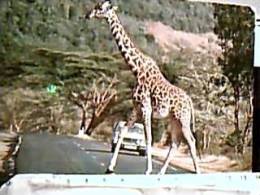 GIRAFFA  KENYA   AUTO CAR V1978  EA8266 - Girafes