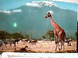 GIRAFFA  KENYA KILIMANJARO V1969 EA8269 - Jirafas