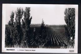 RB 899 - Real Photo On Thin Card - Vinedo Tipico En Atuel - Mendoza Argentina - Argentine