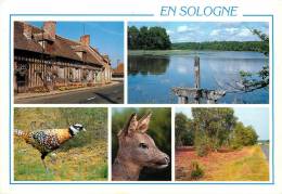 EN SOLOGNE   FAISAN   FAON...MULTIVUES - Andere