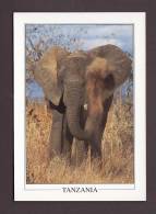 ÉLÉPHANTS - ELEPHANT - ELEPHANTS - TANZANIA - RUAHA NATIONAL PARK  - 17 X 12cm - PHOTO BY JAVED JAFFERJI - Elefanti