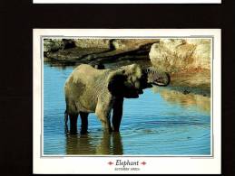 ÉLÉPHANTS - ELEPHANT - ELEPHANTS - SOUTHERN AFRICA  - 17 X 12cm - PHOTO BY WORKSHOP - Elefanti