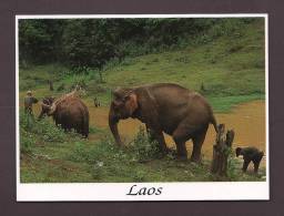 ÉLÉPHANTS - ELEPHANT - ELEPHANTS - LAOS - NATIONAL TOURISM ADMINISTRATION OF LAO  - 17 X 12cm - PHOTO MICHEL HUTEAU - Elefanti