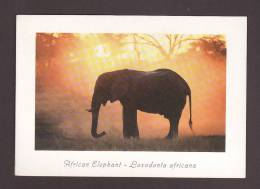 ÉLÉPHANTS - ELEPHANT - ELEPHANTS - AFRICAN ELEPHANT LOXODONIA AFRICANA -  17 X 12cm - PHOTO D. ALLEN - Elefanti