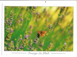 Image Du Midi - PAPILLON Et LAVANDE - Cliché Piergeorg (écrite Voir Détails Scan) MT735 - Mariposas