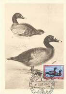 D09436 CARTE MAXIMUM CARD 1963 CONGO - HARTLAUB DUCK CP ORIGINAL - Ducks
