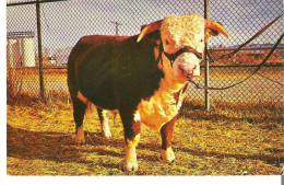 Hereford Bull  -  Montana, The Treasure State - Toros
