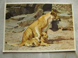 Lion With A Dog    D84609 - Leones
