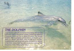 DOLPHIN POSTCATD PROMO - Dauphins