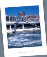 (693) Dolphin - Dauphin - Delfines