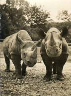 (693) Rhinoceros - Rhinocéros