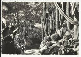 Jardin Exotique De MONACO , Opuntia , Céréus , Néobuxbaumia , Trichocéréus Fèrocactus , Echinocéréus Divers - Exotischer Garten