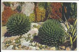 Jardin Exotique De MONACO , Agaves Victoria Reginae , Aloes Et Gasterias Divers - Jardin Exotique