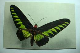 Papillon - Ornithoptera Brookeana - Mariposas