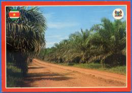 SURINAME - Oilpalm Plantation At Victoria (OBE Plantation) - Surinam