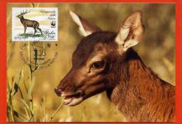 CARTE MAXIMUM ITALIE CERF 1ER JOUR - Wild