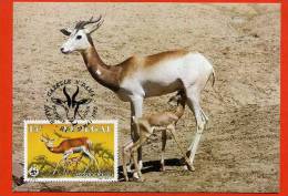 CARTE MAXIMUM 1ER JOUR SENEGAL GAZELLE - Gibier