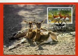 CARTE MAXIMUM 1ER JOUR SENEGAL GAZELLE - Animalez De Caza