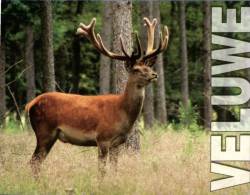 (760) Deer - Cerf - Ours