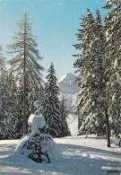 Cp , RÉGIONS , MIDI-PYRÉNÉES , Les Pyrénées Sous La Neige , Clairière - Midi-Pyrénées