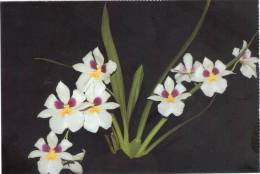 Lote PEP332, Colombia, Postal, Postcard, CFC, Orquidea, Miltoniopsis Roezlii, Orchid - Colombia