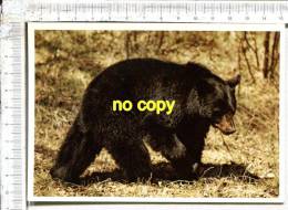 Black Bear  -   OURS BRUN - Bears