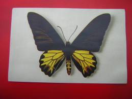 CPM OU CPSM THEME ANIMAUX PAPILLON  N°1 PAPILIO AECUS KAGUYA  Formose   EDITE PAR LE COMITE NATIONALE DE L'ENFANCE - Papillons