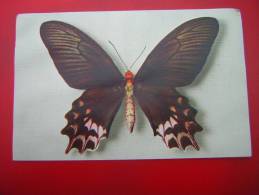 CPM OU CPSM THEME ANIMAUX PAPILLON  N°4 PAPILIO SEMPERI Mindoro  EDITE PAR LE COMITE NATIONALE DE L´ENFANCE  NON VOYAGEE - Butterflies