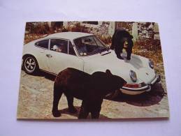 Ours Brun à Collier Sur Une Voiture Porsche 911 - Bears