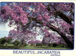 (500) QLD - Jacaranda Trees - Otros & Sin Clasificación