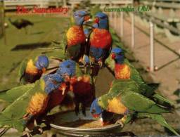 (530) QLD - Curumbin Sanctuary - Lorikeets - Gold Coast