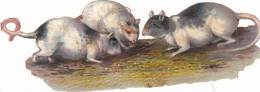 CHROMOS DECOUPIS RATS - Animales