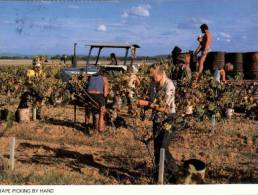 (435) VIC - Rutherglen Grape Picking By Hand - Altri & Non Classificati