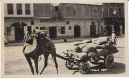 Camel Cart In Pakistan In Front Of Buildings On Vintage Real Photo Postcard - Pakistan