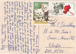 POLOGNE : Affranchissement Sur Carte Postale Oblitérée Le 3.8.1966 - Chats - Briefe U. Dokumente