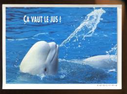 CPM Neuve Faune Animaux Dauphin Dauphins çà Vaut Le Jus - Dolfijnen