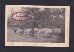 ►i 2652 - Moutons à BOIS D'ARCY - (78 - Yvelines) - Bois D'Arcy