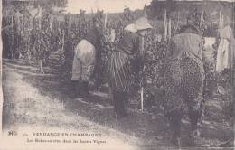 ¤¤  -   10   -  Vendange En Champagne  -   Vendangeurs  -  Les Robes-Culottes Dans Les Hautes Vignes   -  ¤¤ - Autres & Non Classés