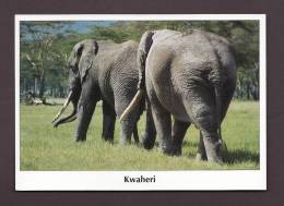 ÉLÉPHANTS - ELEPHANT - KWAHERI - TWO FINE MALE ELEPHANTS WITH BIG TUSKS - 17 X 12cm - BY CARLA SIGNORINI JONES - Elefanti