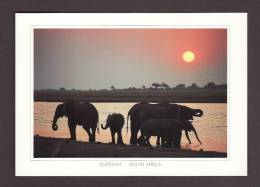 ÉLÉPHANTS - ELEPHANT SILHOUETTE SOUTH AFRICA - 17 X 12cm - PHOTO MARTIN HARVEY - Elefanti