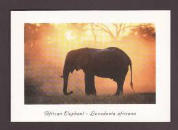 ÉLÉPHANTS - ELEPHANT SILHOUETTE - AFRICAN ELEPHANT LOXODONTA AFRICANA  - 17 X 12cm - PHOTO D. ALLEN - Elefanti