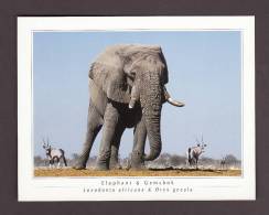 ÉLÉPHANTS - ELEPHANT - ELEPHANT AND GEMSBOK - LOXODONTA AFRICANA & ORYX GEZALA - PHOTO J & B PHOTOGRAPHERS - Elefanti