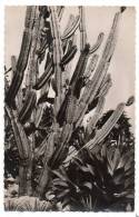 Cpsm - Jardins Exotiques De Monaco - Cereus Jamacaru, Agave Attenuata, Aloes Divers (cactus) - Giardino Esotico