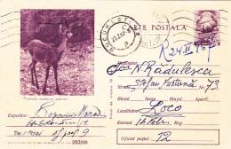 POSTCARD,ENTIERS POSTAUX,POSTAL STATIONERY,DEER,1966,ROMANIA - Gibier