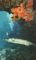 VIRGIN ISLAND  Barracuda* - Jungferninseln, Amerik.