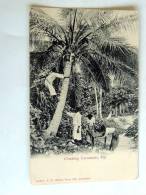 Carte Postale Ancienne : FIDJI, FIJI: Climbing Cocoanuts - Fiji
