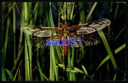 Insectes -  Libellule - Réf:26652 - Insectos