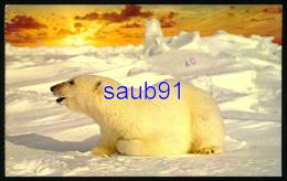 Ours Blanc  -  Alaskan Polar Bear  -  Réf: 26650 - Ours