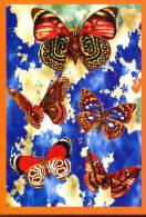 Papillons : Multi Vues - Butterflies